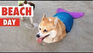 Beach Day Pets!