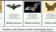 Mamíferos, orden Chiroptera, familia Vespertilionidae, dividir 1 murciélago kerivoula ratonero del
