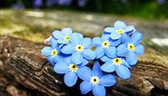 Forget Me Not - Forever In My Heart - Touching Poems Quotes