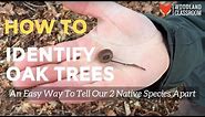 How to Identify Oak Trees: An Easy Way to Tell Our 2 Native Species Apart.