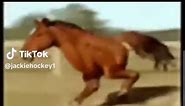 Stupid running horse meme#Stupidrunninghorse | Horses