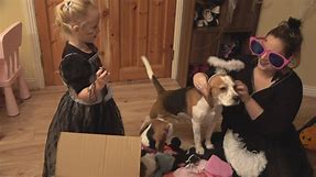 Little girl try on halloween costumes with her dogs