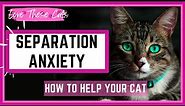 Separation Anxiety in Cats | Symptoms and Solutions