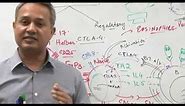 T cell functions. Immunology lecture 10 Part 6