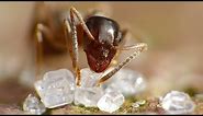 Sugar Ant 🍯 🐜 - Macro Video / Photography - Panasonic + Raynox - Macro Shots