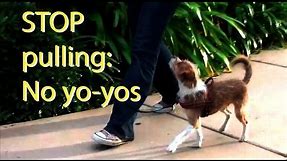 Stop pulling and "Yo-yoing"- Dog Training