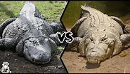 ALLIGATOR VS CROCODILE - Which is More Powerful?