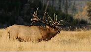 500" WORLD RECORD Elk "Spyder Bull" Entire Hunt - MossBack