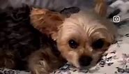 Goodnight Molly. Sleep well! 🩷🐶😴 #cute #dogs #sleeping #sleepingbeauty #goodnight | Travel Girl and Her Dog