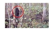 ‘Best Bigfoot sighting ever’ as mysterious figure is seen in a US forest