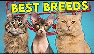 These Are The Best (and Worst) Cat Breeds For First Time Owners - Updated!