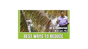 Kalpavriksha - Coconut leaf yellowing disease, is a...