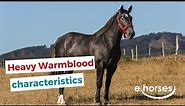 Heavy Warmblood Horse | characteristics, origin & disciplines