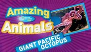 The Amazing Giant Pacific Octopus