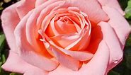 Heavenly Scented Hybrid Tea Rose - Shop Roses | Spring Hill Nurseries