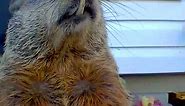 Groundhog's Teeth Grow Out Of Control!