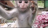Nervous Orphan Baby Monkeys Meet Monkey Foster Family - Ep. 10