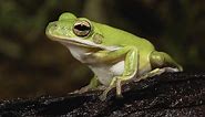 Caring for a Pet American Green Tree Frog