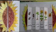 sunflower life cycle craft...very easy to make it...