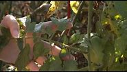 Tomato Diseases and Problems - Part 1