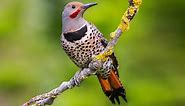 Northern Flicker Similar Species to, All About Birds, Cornell Lab of Ornithology