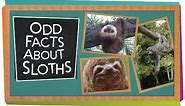 Odd Facts About Sloths