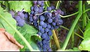 How to Prune Table Grapes for BEGINNERS