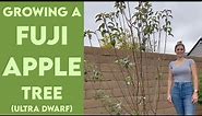 Growing a Fuji Apple Tree - Ultra Dwarf