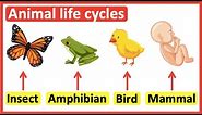 Animal life cycles | Insects, Amphibians, Birds & Mammals