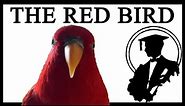 What Is The Red Bird Laughing And Staring At?