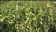 Sour Jujube Fruit Garden - Why Invest