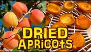 Dried apricots - Dehydrated fruit - How to dry apricots