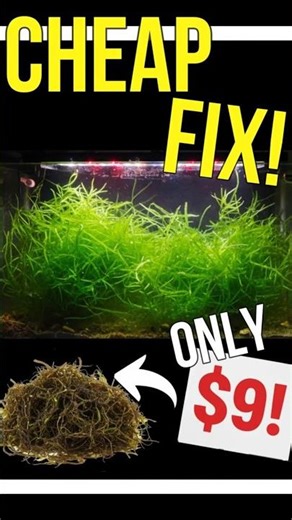 The $9 HACK That CURED My Reef Tank Algae