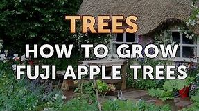 How to Grow Fuji Apple Trees
