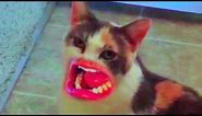 Cat Talking With Human Mouth || Funny Cat Video