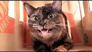 My Cat’s Mumbling, Chattering, Evil Laugh!