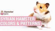 Syrian Hamster Colors - Guide to their coats, patterns and colors