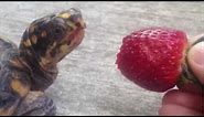 Box Turtle eating strawberry