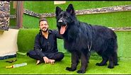 The World Biggest Black Champion German Shepherd in Punjab as it is wolf | Hsn Entertainment