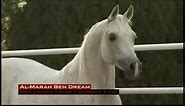 The Ancient Breed The Arabian Horse