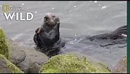 Sea Otters Open Mussels on Stone Anvils | Nat Geo Wild