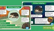 All About Hedgehogs Fact Files