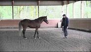 Stunning Rocky Mountain Horse - Free lunging