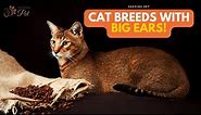 10 Most Famous Cat Breeds with Big Ears!