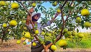 Harvesting Guava in My Farm on Sunny Day and Go to Sell - Relaxing Harvest Video Noal Farm