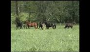 Video: Rocky Mountain Horse Pasture Breeding - Drama and Dance