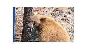 Bears case homes in Lake Tahoe