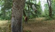 Deputies free elk tangled in a tree swing