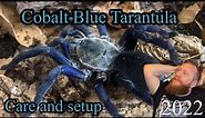 Cobalt Blue Tarantula / Cyriopagopus lividus care and setup / old h.lividum #tarantula