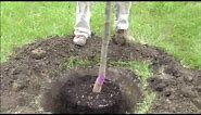 How to plant a potted tree